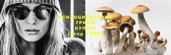 сатива Бронницы